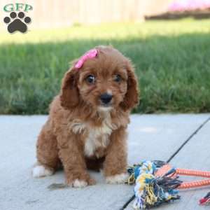 Jemma, Cavapoo Puppy